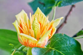 Attēlu rezultāti vaicājumam “Liriodendron tulipifera”