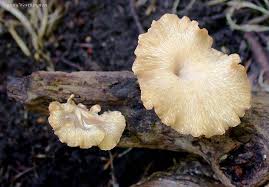 Attēlu rezultāti vaicājumam “Polyporus varius”