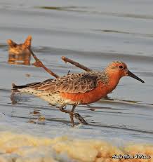 Attēlu rezultāti vaicājumam “Calidris canutus adult”