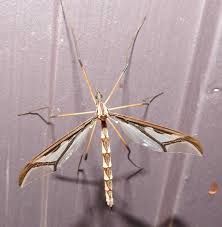 Attēlu rezultāti vaicājumam “Nematocera”