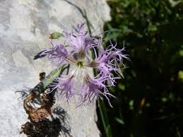 Image result for Dianthus superbus