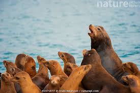 Image result for Zalophus californianus