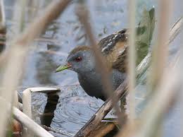 Image result for Porzana parva