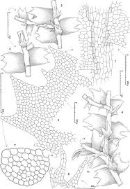 Attēlu rezultāti vaicājumam “Chiloscyphus polyanthos sporophyte”