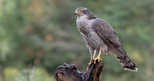 Image result for Goshawks G C