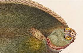 Image result for Glyptocephalus cynoglossus