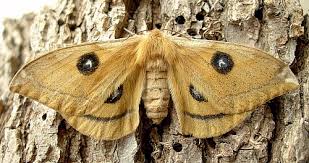 Attēlu rezultāti vaicājumam “Aglia tau”