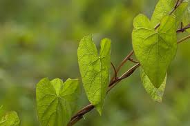 Attēlu rezultāti vaicājumam “Calystegia inflata leaf”