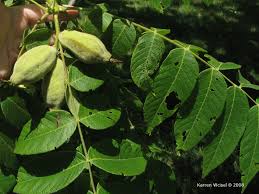 Attēlu rezultāti vaicājumam “Juglans cinerea leaf”