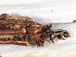 Attēlu rezultāti vaicājumam “Psyche casta larva”