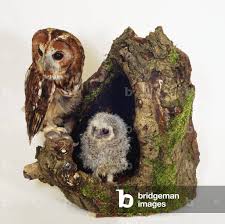 Attēlu rezultāti vaicājumam “Strix aluco”