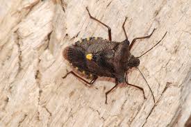 Attēlu rezultāti vaicājumam “Pentatoma rufipes”