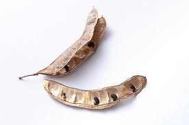 Attēlu rezultāti vaicājumam “Robinia pseudoacacia fruit”