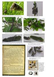 Attēlu rezultāti vaicājumam “Saturnia pavonia eggs”