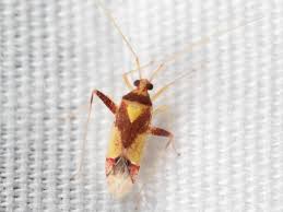 Attēlu rezultāti vaicājumam “Phytocoris sp.”