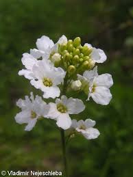 Attēlu rezultāti vaicājumam “Armoracia rusticana flower”