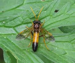 Attēlu rezultāti vaicājumam “Tenthredo campestris”