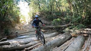 Image result for Epping Forest Mountain Bike Club
