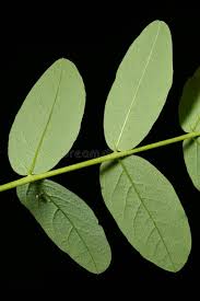 Attēlu rezultāti vaicājumam “Astragalus glycyphyllos leaf”