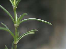 Attēlu rezultāti vaicājumam “Spergularia rubra”