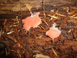 Attēlu rezultāti vaicājumam “Dictydiaethalium plumbeum”