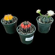 Image result for Gymnocalycium