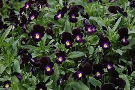 Image result for Viola cornuta