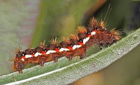 Attēlu rezultāti vaicājumam “Acronicta rumicis larva”