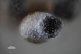 Attēlu rezultāti vaicājumam “Craterium leucocephalum var. scyphoides spores”