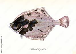 Image result for Platichthys flesus