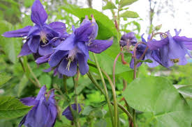 Image result for Aquilegia vulgaris