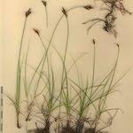 Attēlu rezultāti vaicājumam “Carex praecox”