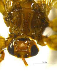 Attēlu rezultāti vaicājumam “Lipoptena cervi”