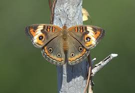 Attēlu rezultāti vaicājumam “Scardia boletella exuvia”