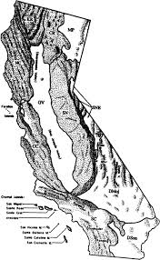 Attēlu rezultāti vaicājumam “Blepharostoma trichophyllum sporophyte”