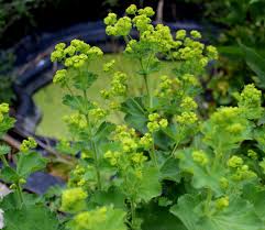 Image result for Frauenmantel