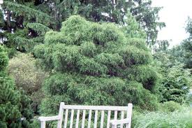 Attēlu rezultāti vaicājumam “Chara filiformis”