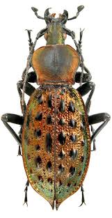 Attēlu rezultāti vaicājumam “Carabus clathratus”