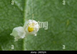 Attēlu rezultāti vaicājumam “Paidiscura pallens eggs”