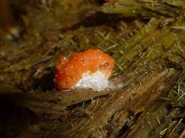 Attēlu rezultāti vaicājumam “Tubifera ferruginosa subsp. acutissima macro”