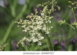 Attēlu rezultāti vaicājumam “Filipendula vulgaris leaf”