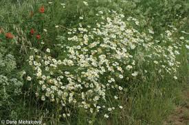 Attēlu rezultāti vaicājumam “Tripleurospermum inodorum”