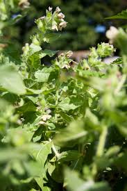 Image result for bilsenkraut