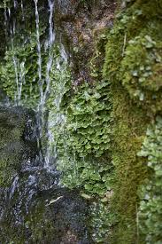 Attēlu rezultāti vaicājumam “Pellia epiphylla”