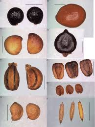 Attēlu rezultāti vaicājumam “Menyanthes trifoliata fruit”