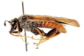 Attēlu rezultāti vaicājumam “Trichiosoma larva”