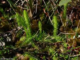 Attēlu rezultāti vaicājumam “Lycogala botrydium”