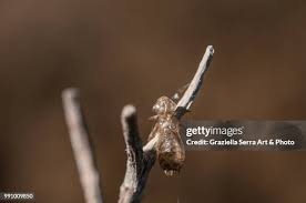 Attēlu rezultāti vaicājumam “exuvia”