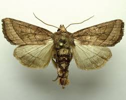 Attēlu rezultāti vaicājumam “Hydraecia micacea”