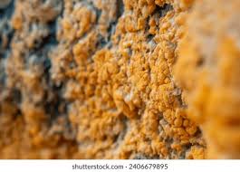 Attēlu rezultāti vaicājumam “Lignydium muscorum spores”